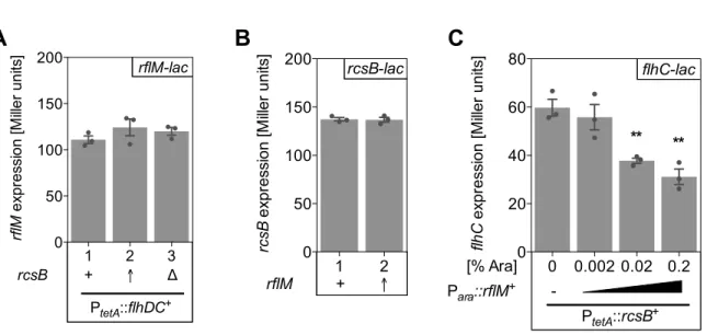 Fig. S6. RcsB and RflM do not regulate each other, but cooperatively repress flhDC expression