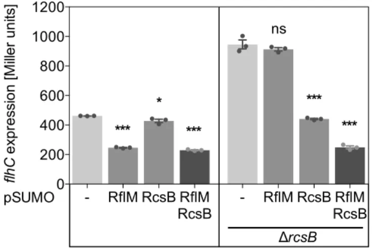 Fig. S7. His 6 -SUMO-RcsB and His 6 -SUMO-RflM fusions used for protein purification are  functional in repression of flhC-lac in Salmonella enterica strain LT2