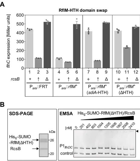 Fig. S8. The DNA-binding domain of RflM is indispensable for repression of flhDC. 