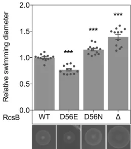 Fig. S4. RcsB phosphorylation mutants are functional. 