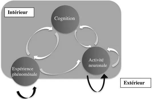 Figure 3. Lien entre la cognition et les dimensions d'activité neuronale et d'expérience  phénoménale