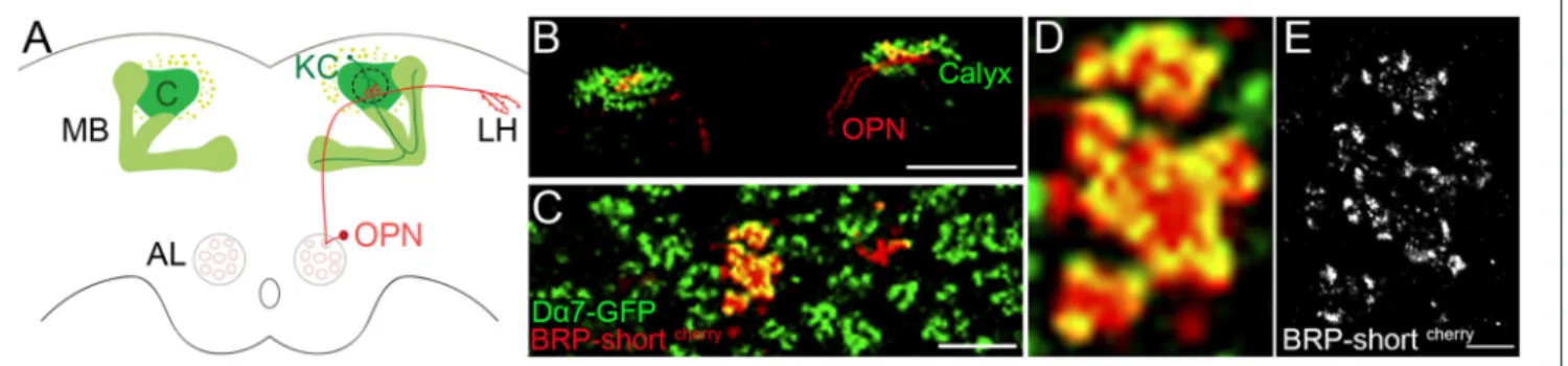 FIGURE 1 | Expression of fluorescently tagged synaptic proteins in sparse number of neurons of the olfactory circuit