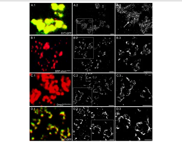FIGURE 2 | Four different synaptic proteins imaged with confocal and super resolution microscopy