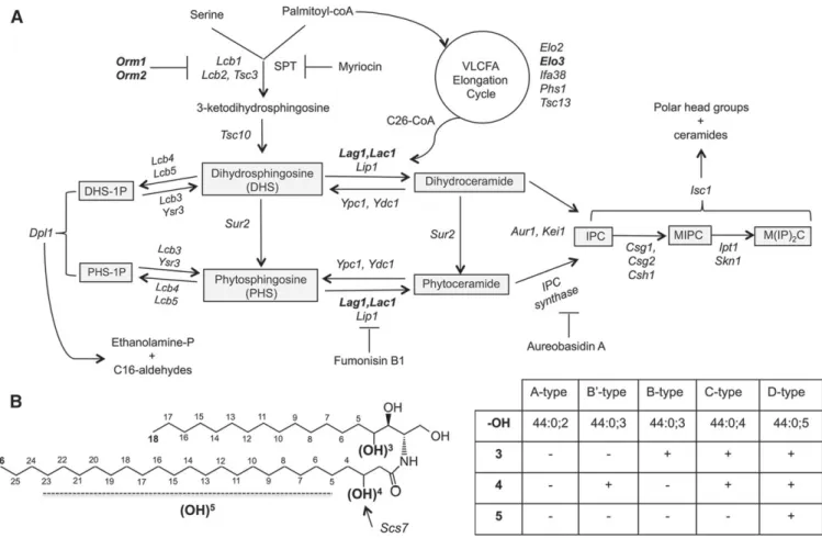 Fig. 1.  Overview of the sphingolipid biosynthetic pathway. A: Outline of the sphingolipid pathway, important intermediates are boxed,  enzymes are italicized, and mutants used in this study are indicated in bold