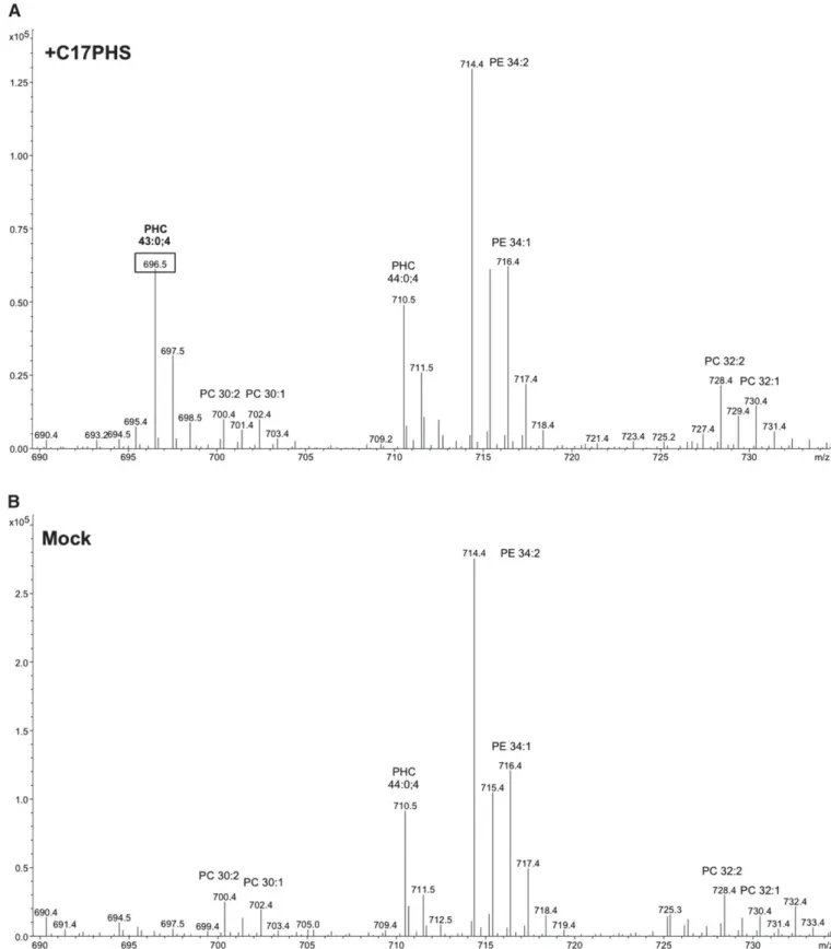 Fig. 2.  Mass spectra of ceramide species formed from C17-PHS. Lipid proﬁles of cells incubated with C17-PHS (A) compared with mock- mock-treated cells (B)