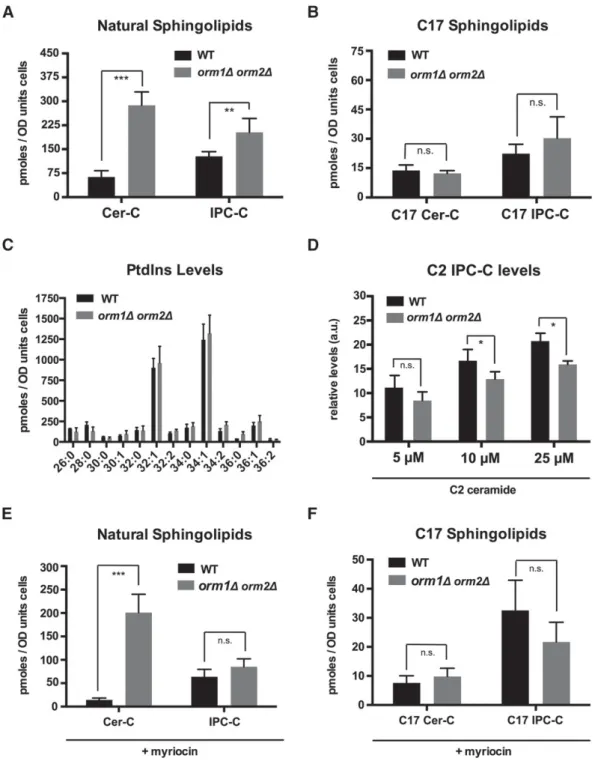 Fig. 6.  Orm proteins affect ceramide and IPC levels but not their rate of synthesis. A: Steady-state levels of  natural ceramide and IPC are elevated in Orm double mutant cells