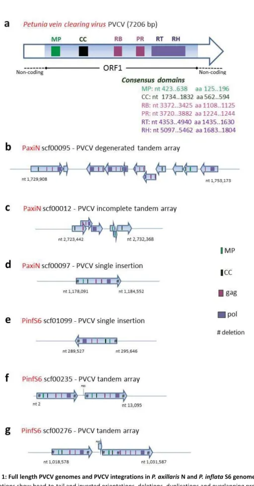 Figure 1: Full length PVCV genomes and PVCV integrations in P. axillaris N and P. inflata S6 genome assembly scaffolds