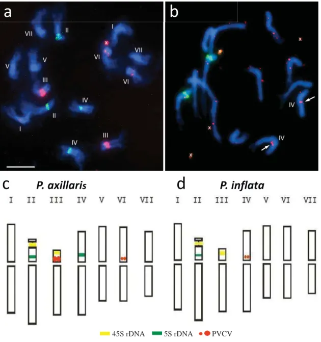 Figure 2: PVCV distribution on metaphase chromosomes P. axillaris and P. inflata  