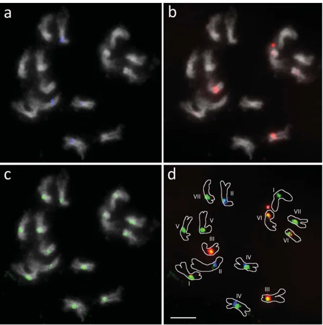 Figure 3: Fluorescent in situ hybridization to metaphase chromosomes of P. axillaris.  