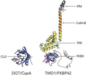Fig. 1. Domain and molecular structures of tomato DGT/CypA and Arabidopsis TWD1/FKBP42