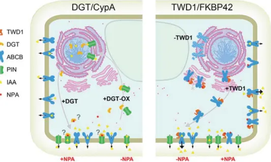 Fig. 2. Working model of tomato DGT/CypA and Arabidopsis TWD1/FKBP42 functions in regulation of auxin transporters.