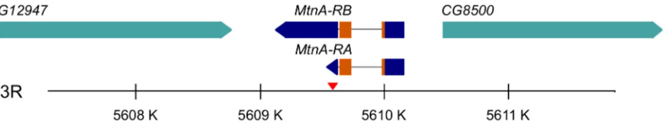 Fig 1. Structure of the MtnA locus. Two transcripts that differ only in their 3 ’ UTRs have been annotated for MtnA (MtnA-RA and MtnA-RB)