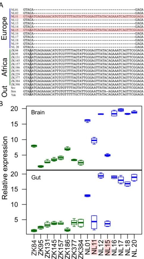 Fig 4. Association between an indel polymorphism in the MtnA 3' UTR and gene expression variation.
