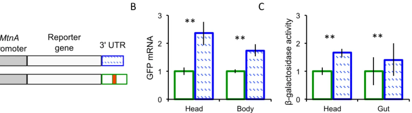 Fig 5. Reporter gene constructs and their expression. (A) The gray boxes represent the MtnA promoter, which is identical between the African and European alleles