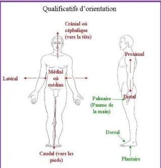 Figure 3 : Loi céphalo-caudale et loi proximo-distale 