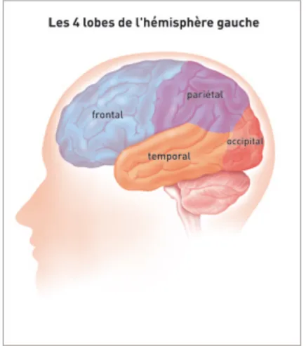 Illustration 5: Les 4 lobes de l'hémisphère gauche. (INCA, 2010) 