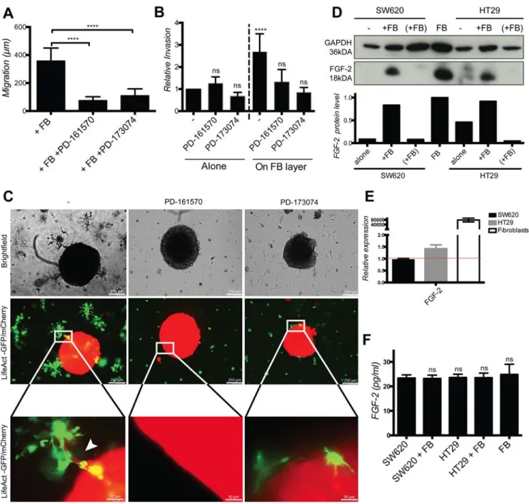 Figure  6:  Cancer  cell  migration  and  invasion  depends  of  fibroblast-cell  surface  associated  FGF-2  and  FGFR  signaling