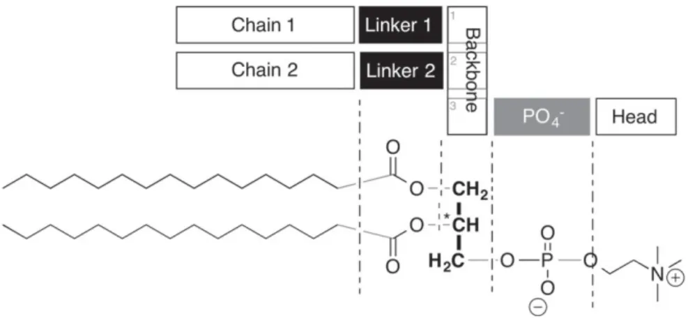 Fig. 1. Analysis of the modular structure of a glycerophospholipid. The molecule consists of 7 interchangeable units arranged around a central glycerol backbone