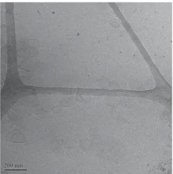 Fig. 3. Cryo-transition micrograph of faceted 1,3-diamido phospholipid vesicles after extrusion through a 100 nm membrane
