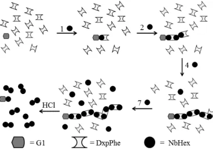 FIGURE S5 Cartoon representation of the proposed reaction pathway from the sequential  addition of endoNbHex into a large excess of DxpPhe