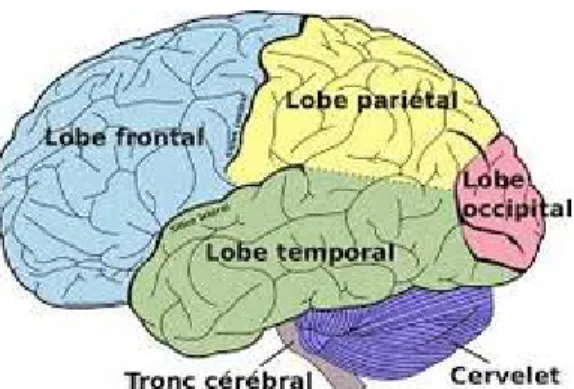 Figure 1 : les lobes du cortex