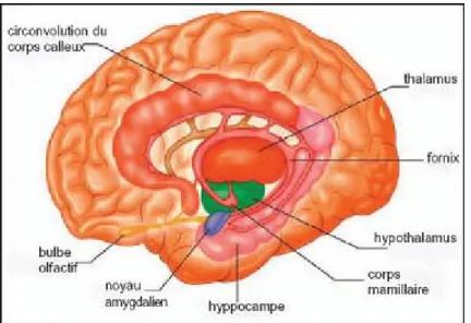 Figure 2 : vue d'un seul hémisphère. Les centres amygdaliens se trouvent dans les deux  hémisphères au bout des deux circonvolutions de l'hippocampe.