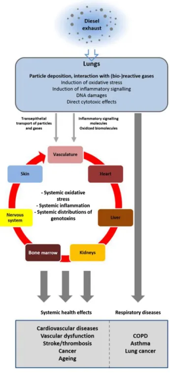 Fig. 3    Inhalation of diesel exhaust directly affects the respiratory  tract by inducing local oxidative stress, (pro-)inflammatory signaling  and genotoxicity, which ultimately may result in respiratory diseases  such as COPD, asthma and lung cancer