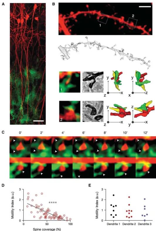 Figure 1. Imaging of PAP Motility around Synapses
