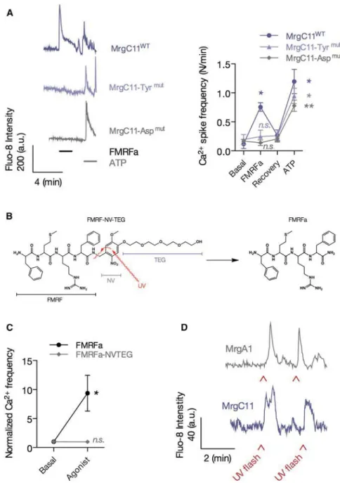 Figure 4. Development of a Flash Photolysis System for the Spatial and Temporal Induction of Astrocytic Calcium Transients