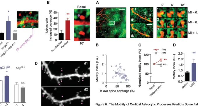 Figure 6. The Motility of Cortical Astrocytic Processes Predicts Spine Fate In Vivo