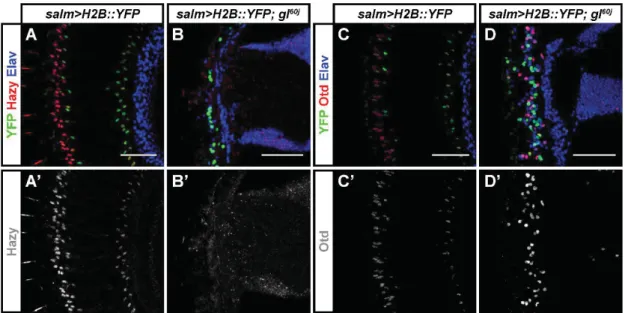 Fig. S6. Glass is required for the correct expression of Hazy and Otd. (A-D') We used the  salm&gt;H2B::YFP reporter to label the retina of adult flies, and stained against GFP (green),  either Hazy or Otd (red), and the neuronal marker Elav (Blue)