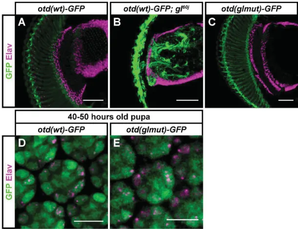 Fig. S7. Expression of the otd(wt)-GFP reporter is independent of Glass. Samples were  stained against GFP (green) and against the neuronal marker Elav (magenta)