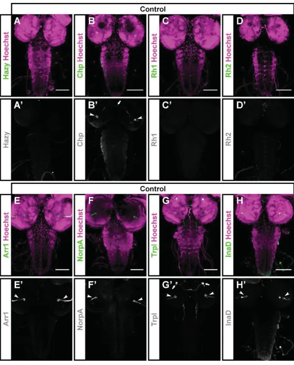 Fig. S9. Expression of PR markers in the CNS of third instar larvae. (A-H') The CNS of  control (Canton-S) animals was stained with antibodies against different PR proteins (green)  and counterstained with Hoechst 33258 (used to label cell nuclei, magenta)