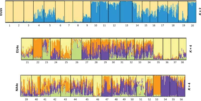 Fig. 2 Stacked barplots of individual posterior assignment probabilities to the clusters identiﬁed in the structure analyses, subdivided by the geo-cytotypes (EU2x = native range, diploid; EU4x = native range, tetraploid; NA4x = invasive range, tetraploid)