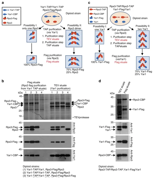 Figure 2 | Rps3 dimerizes in vivo. (a) Experimental scheme of the puriﬁcation shown in (b)