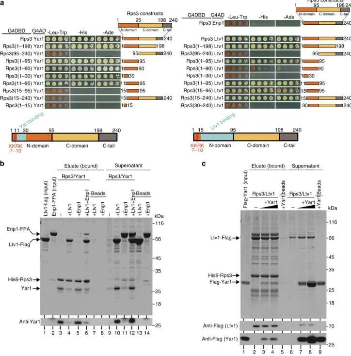 Figure 3 | Ltv1 releases Yar1 upon binding to the Rps3 N-domain. (a) Yar1 and Ltv1 have overlapping binding sites on the Rps3 N-domain