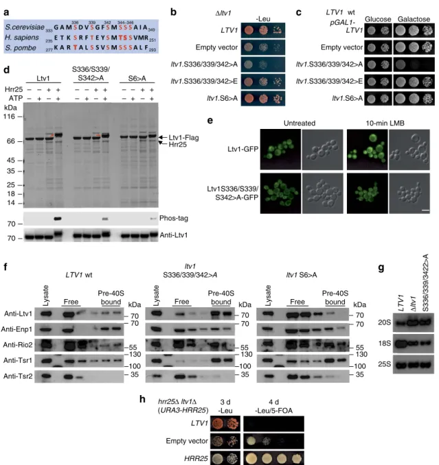 Figure 4 | Cytoplasmic Ltv1 release is triggered by phosphorylation of serines 336, 339 and 342, and is essential for cell growth