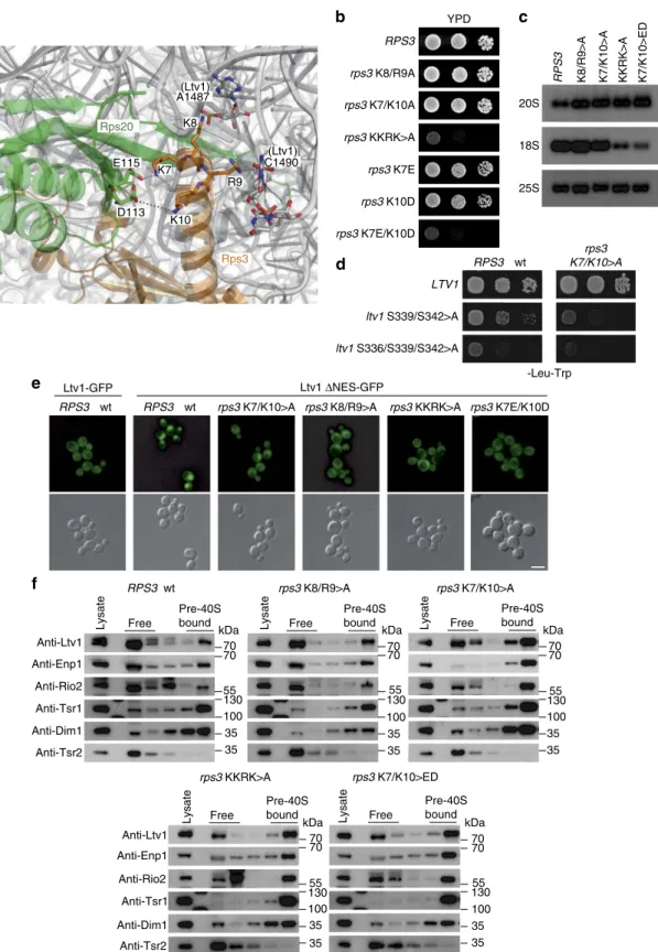 Figure 5 | Assembly of the Rps3 N-domain releases Ltv1 from pre-40S particles and is required for ﬁnal 40S maturation steps