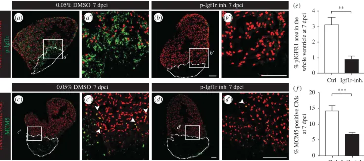 Figure 7. Inhibition of IGF signalling impairs CM proliferation. (a–d ) Sections of cmlc2::DsRed2-Nuc (red) hearts at 7 dpci reveal that the treatment with 5 m M NVP-ADW742 (inhibitor of Igf1r) significantly reduces p-Igf1r levels (a,b, green) and MCM5-pos