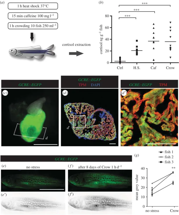 Figure 1. In adult zebrafish, stress stimulates cortisol secretion and activates GCR signalling