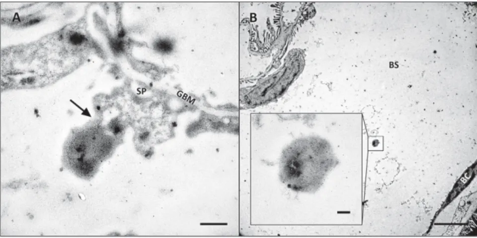 Figure 8. Podocytes release albumin-containing vesicles into the urinary space. The vasculature was stained by Alexa BSA, and podocytes were visualized by MPM during continuous LY infusion