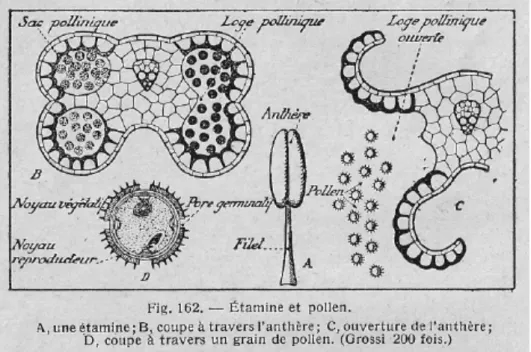 Figure 9 : Anatomie de l’anthèse et libération du pollen par les loges polliniques. 