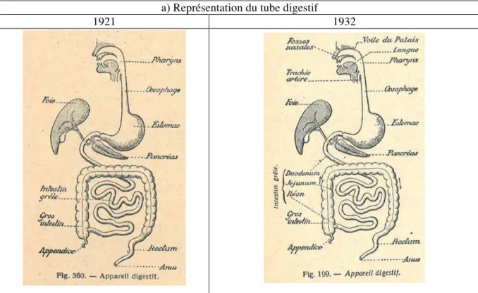 Tableau 3 : Comparaison des illustrations du système digestif des ouvrages de 1921 et 1932