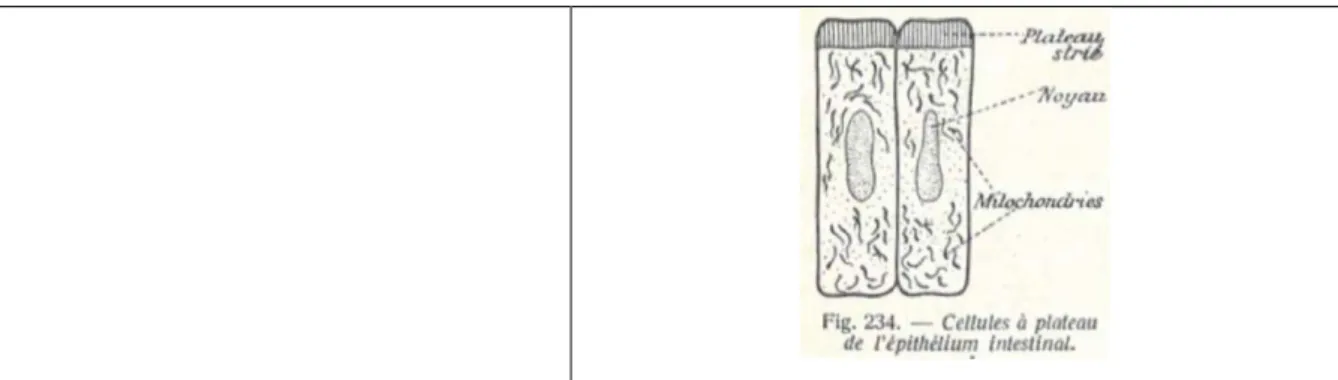 Tableau 4 : Comparaison des illustrations du tronc entre les ouvrages de 1921 et de 1932
