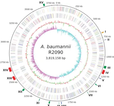 FIG 2 Phylogeny of different A. baumannii strains, as analyzed within the comparative genomics tool EDGAR based on core genes for all isolates