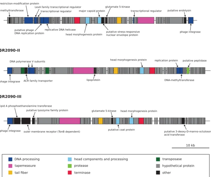 FIG 6 Predicted prophage regions within the A. baumannii R2090 chromosome. Putative prophage regions, as identiﬁed by application of the bioinformatics tool PHAST (30), each about 50 kb in size, are represented to scale