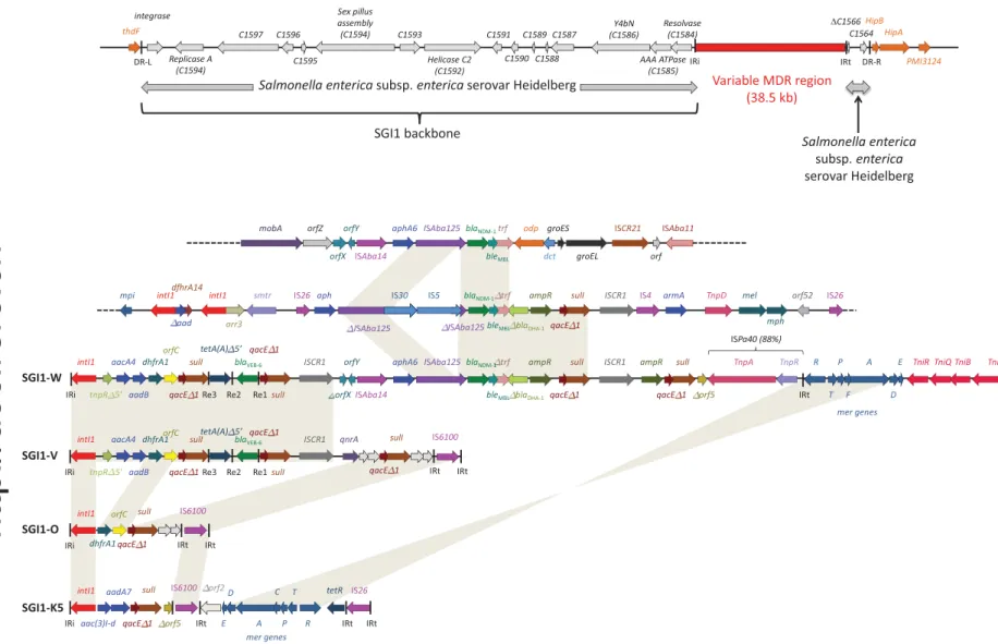 Figure 1. Schematic view of the variant SGI1-W as integrated in P. mirabilis strain PEL
