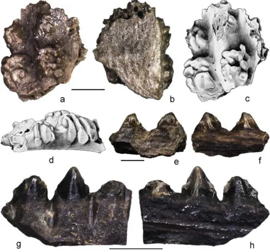 Fig. 1 Fossil chamaeleonids from Aliveri. a – d Chamaeleo cf.