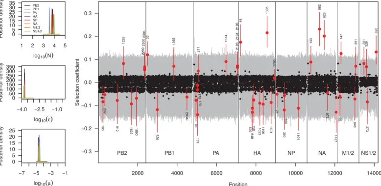 Figure 6 Evolution of drug-resistance in Inﬂuenza. Here we show the posterior distributions on the population size (log 10 ( N ) ), sequencing error rate ( ), mutation rate (μ) and locus speciﬁc selection coefﬁcients s l estimated independently for each of