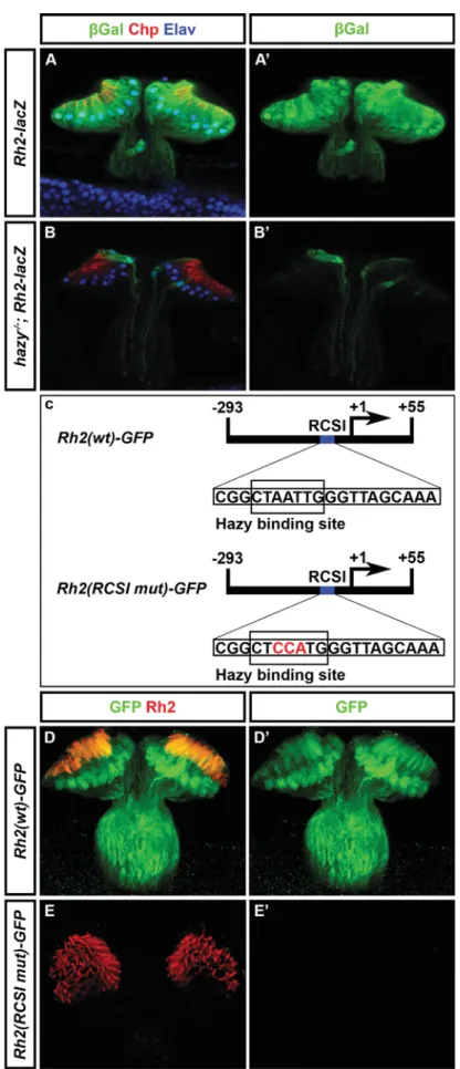 Fig. 8. Molecular mechanism of Rh2 regulation in the adult ocelli by Hazy. (A, A', B, B') Expression of Rh2-lacZ in the ocelli in wildtype control and in hazy / mutant background stained by β-gal (green), Chp (red) and Elav (blue)